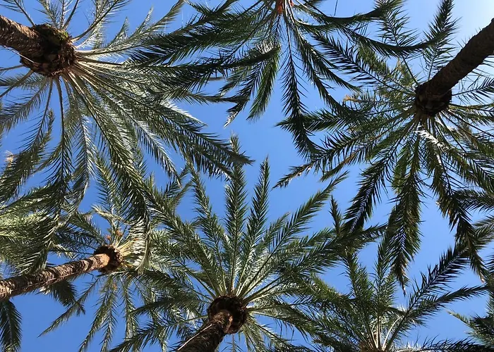 Sweet El Palmeral Locos Lägenhet Torrevieja