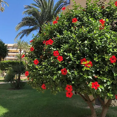 Апартаменты Sweet El Palmeral Locos